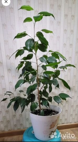 Комнатные цветы