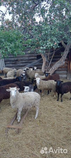 Овцы и бараны
