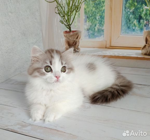 Кот хайленд-страйт Мирон