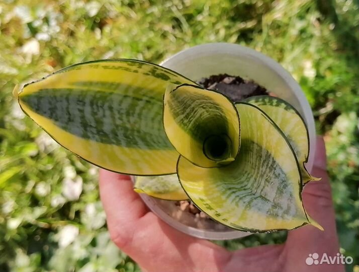 Сансевиерии сортовые