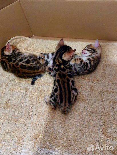 Бенгальская