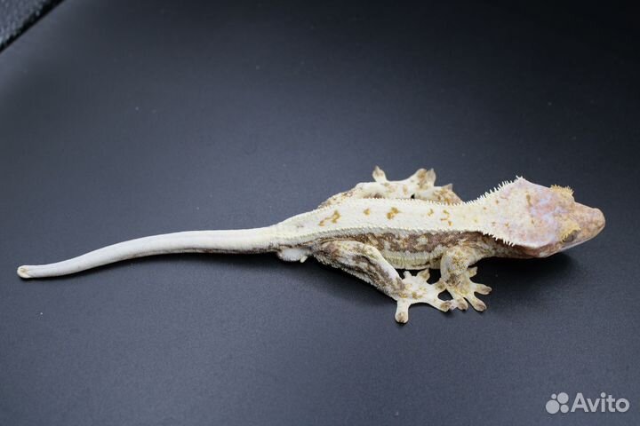 Реснитчатый бананоед,самцы,лили вайт,Liiiy White