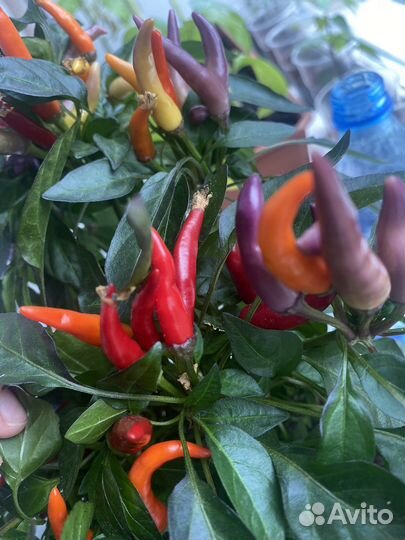 Перец декоративный жгучий
