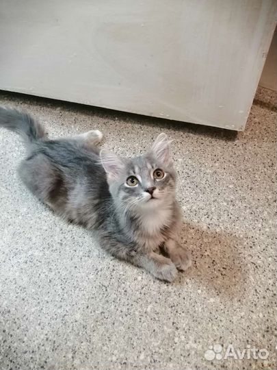 Кошка в дар бесплатно