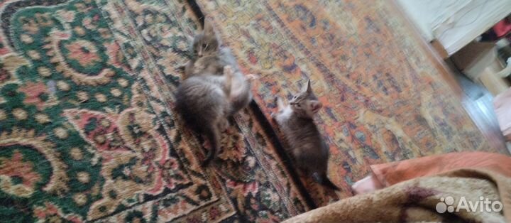 Кошка в дар бесплатно