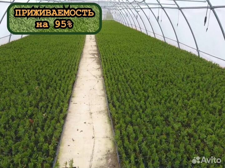 Сеянцы сосны окс и ели окс