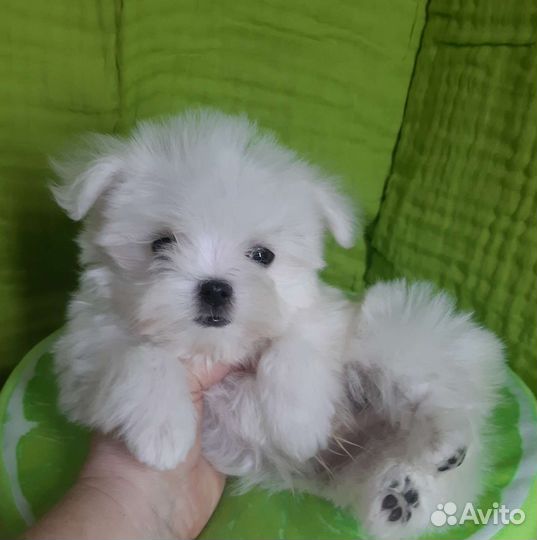 Мальтезе. Мальтийская болонка. Щенки. РКФ