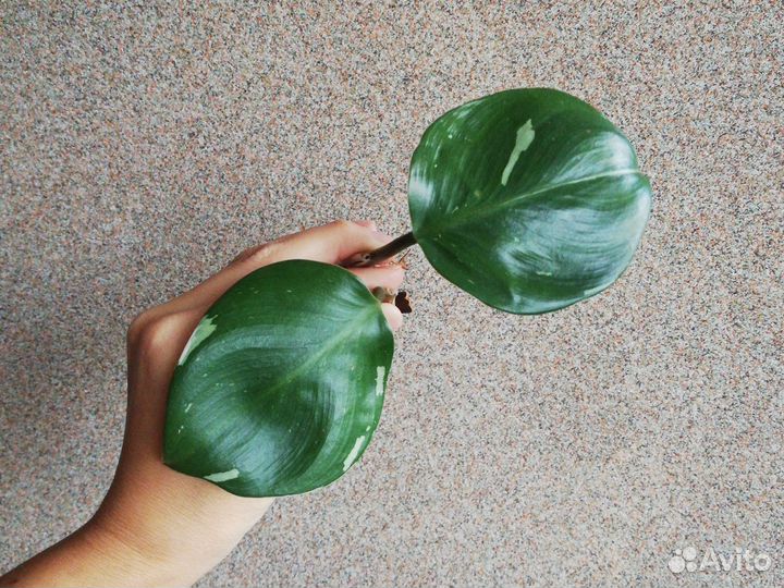 Фил белый рыцарь