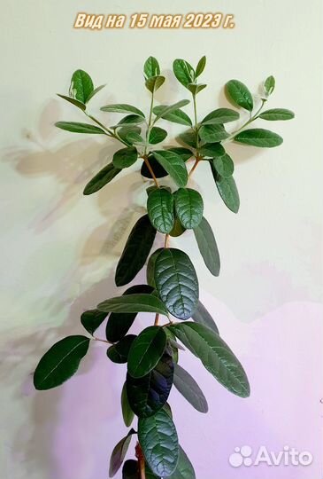 Фейхоа высота 1м, Фитосветильник светодиодный