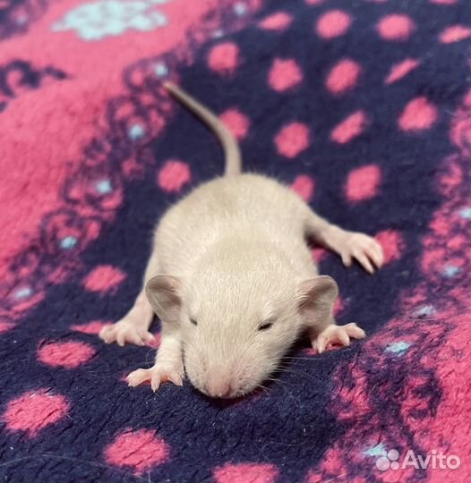 Крысята дамбо