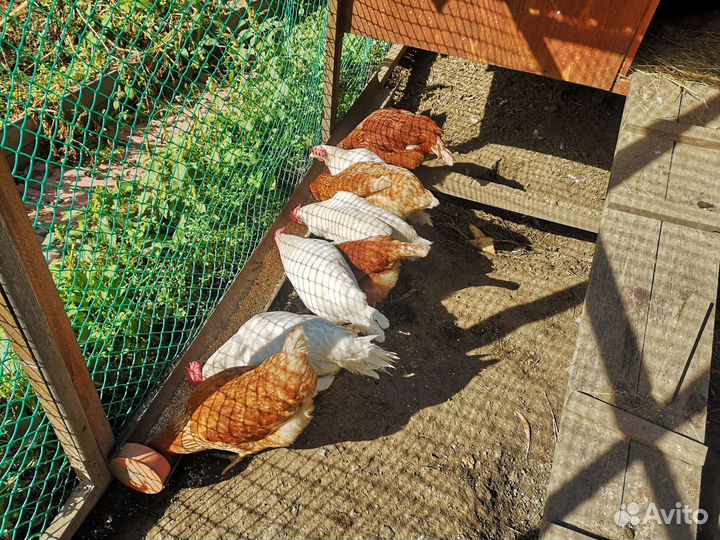 Куры несушки