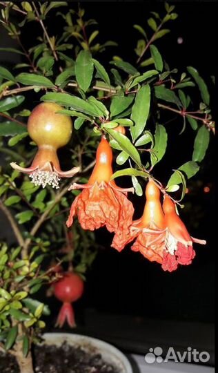Гранат комнатный