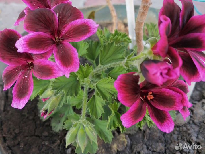 Царская герань