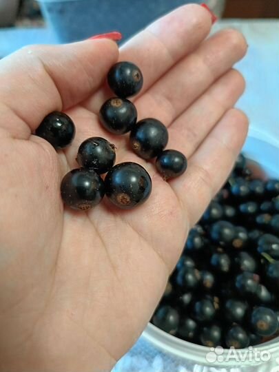 Чёрная смородина