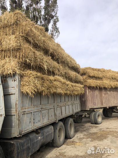 Салома рисовая