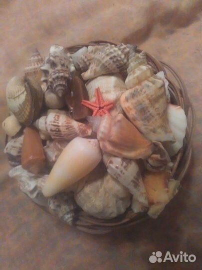 Набор ракушек 3 шт и Огромная ракушка и звезда