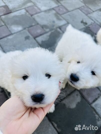 Маремма абруцкая овчарка