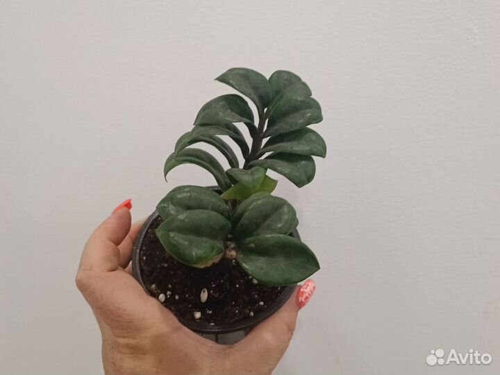 Замиокулькас зензи