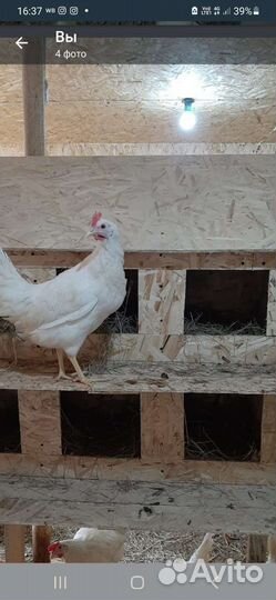 Домашние куриные яйца