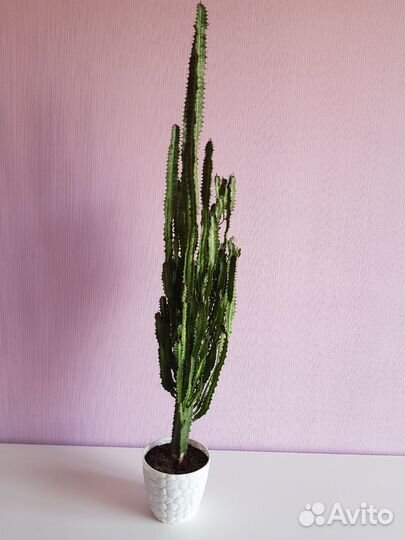 Молочай трехгранный