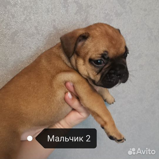 Французский бульдог щенки