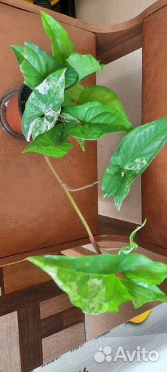 Сингониум imperial вайт