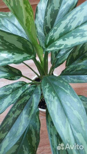 Аглаонема мария