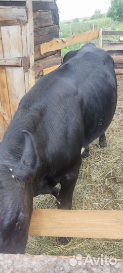 Продам быка