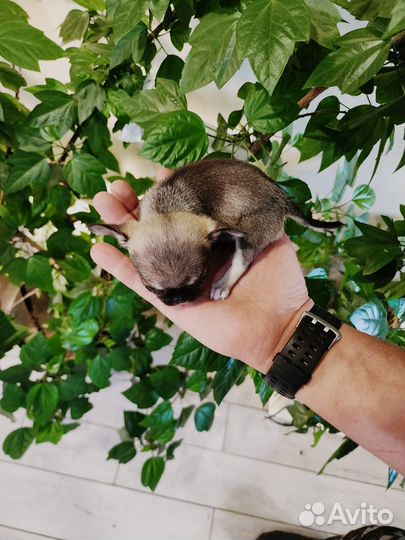 Чихуахуа мини