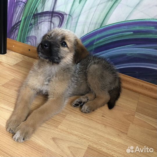 Щенок бордер терьер