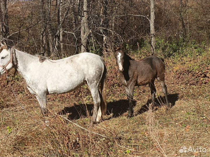 Лошадь с жеребенком
