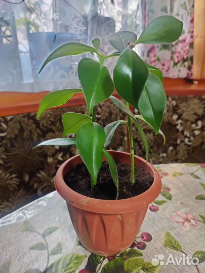 Эсхинантус