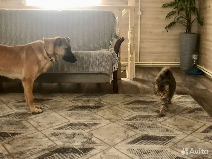 Небольшая собачка Рейна 1,5 года