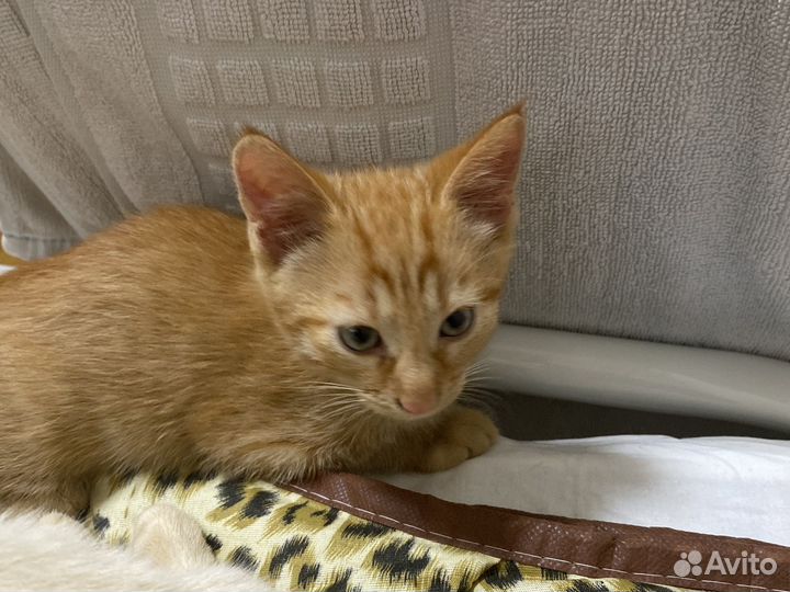 Котенок Василии.В добрые руки