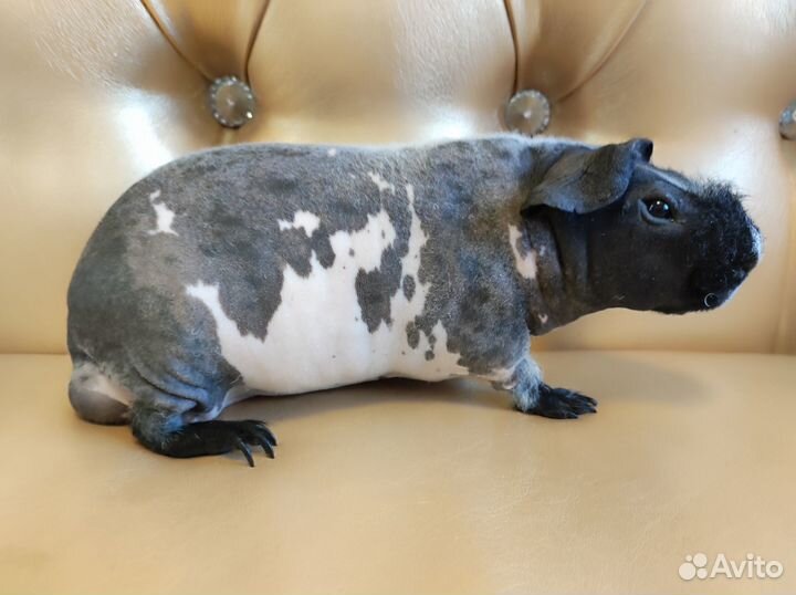Морская свинка скинни самец далматин