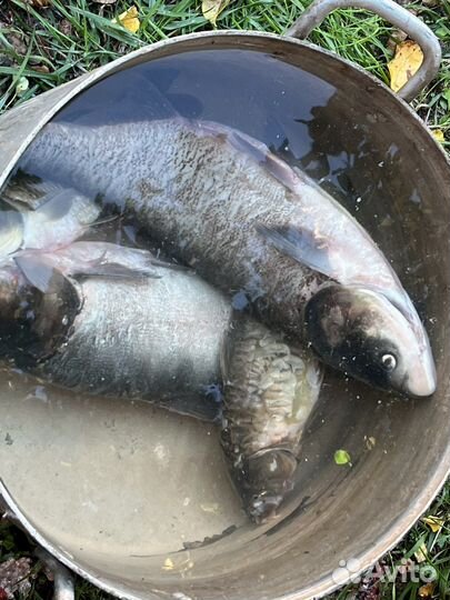 Рыбалка и отдых