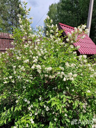 Жасмин чубушник