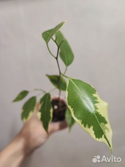 Фикусы сортовые часть 1