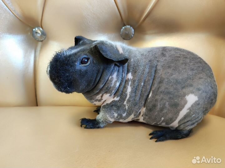 Морские свинки скинни в разведение группа