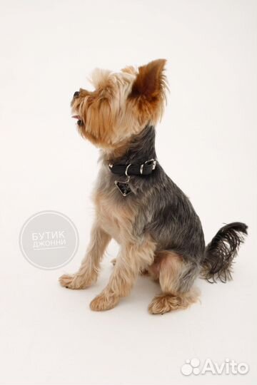Ошейник prada для животных
