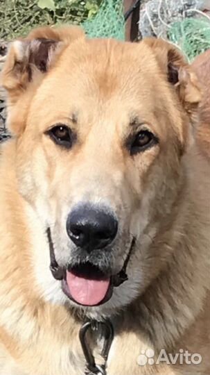 Щенки бесплатно