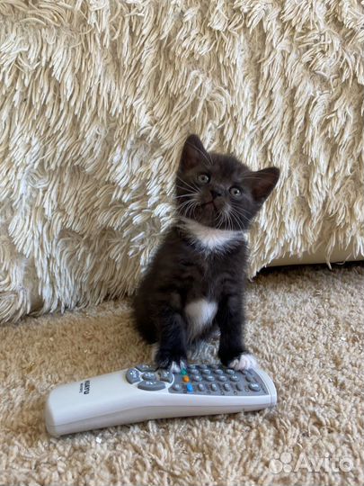 Котенок в очень добрые руки