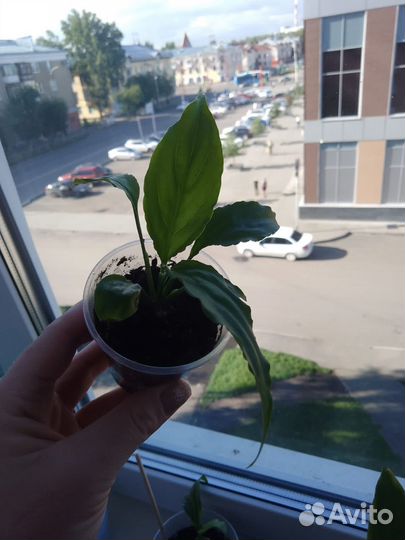 Спатифиллум