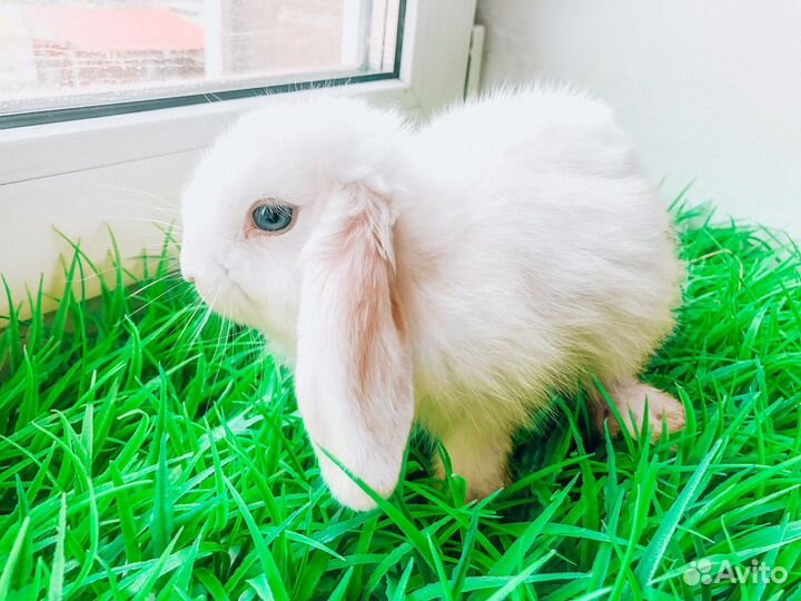Мини карликовый кролик