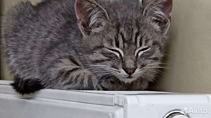 Кошка в дар