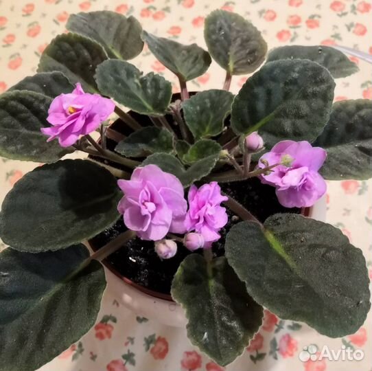 Фиалки молодые цветущие- розовая