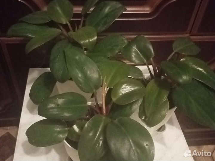 Филодендроны и монстеры сортовые