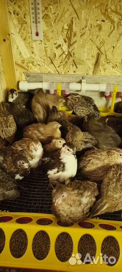 Селадон перепела