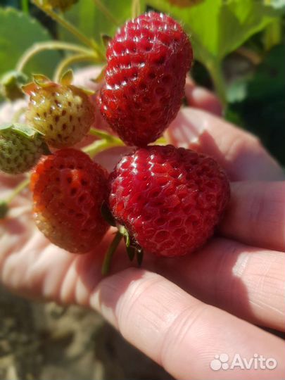 Рассада ремонтантной клубники