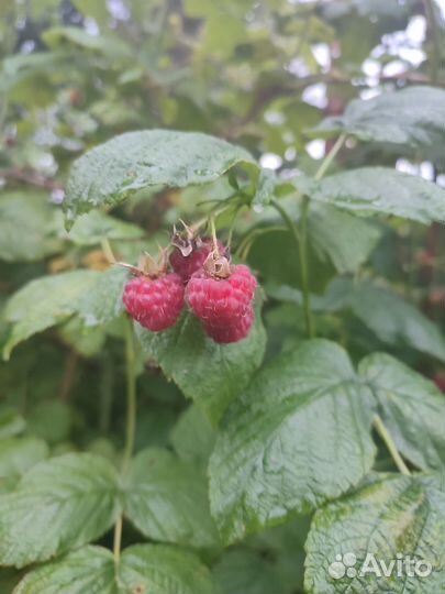 Малина ягоды свежая